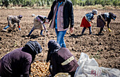 Foreman supervising the work of women and girls, picking the potato harvest, day laborers, mothers and daughters working in agriculture, syrian refugees, in Bar Elias, Bekaa Valley, Lebanon