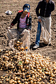 Minors picking the potato harvest, day laborers, child labour, syrian refugees, in Bar Elias, Bekaa Valley, Lebanon