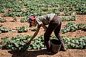 Ibrahim 15 years old, picking zucchinis harvest, day laborer, child labour, syrian refugee, Arsal, Bekaa Valley, Lebanon