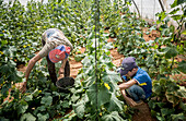 At right Khaled 13 years old. At left his brother Ibrahim 15 years old, picking cucumbers harvest, day laborers, child labour, syrian refugees, Arsal, Bekaa Valley, Lebanon