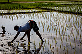 Woman planting rice, on the outskirts of Antananarivo, Madagascar