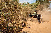 Szene bei Morondava, Madagaskar, Afrika