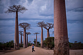 Die Allee der Affenbrotbäume, eine Gruppe von Affenbrotbäumen entlang der Straße zwischen Morondava und Belon'i Tsiribihina, Madagaskar