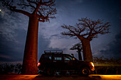 The Alley of the Baobabs, a group of baobab trees lining the road between Morondava and Belon'i Tsiribihina, Madagascar