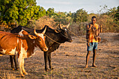 Portrait of Malagasy and Zebu cattle, surroundings of Manja village, Madagascar