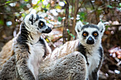 Ring-tailed Lemur, Maki catta, Anja Reserve, Madagascar