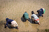 Kids planting rice, on the outskirts of Fianarantsoa, Madagascar