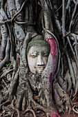 Buddhakopf in den Wurzeln eines Banyanbaums im Wat Mahathat-Tempel, in Ayutthaya, Thailand