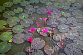 Red Water Lilies (Nymphaea rubra) in a pond , Sukhothai Historical Park, Sukhothai, Thailand