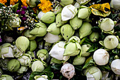 White lotus flowers offerings, in Wat Suan Dok, Chiang Mai, Thailand