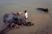 Mann wäscht Büffel, in Lalita ghat, Fluss Ganges, Varanasi, Uttar Pradesh, Indien.