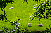 Schafe in der Umgebung der Burg Castell y Bere, Dysynni Valley, Gwynedd, Wales