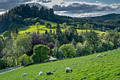 Weidende Schafe in der Nähe des Lake Vyrnwy, inmitten der Berwyn-Gebirgskette, Powys, Wales