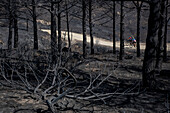 Folgen eines Waldbrandes in Navalacruz oder Navalcruz Wald, Navalacruz oder Navalcruz, Avila, Spanien