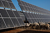 Pionierarbeit in einer Photovoltaikanlage, bei der sich die Sonnenkollektoren das Land mit den Schafen teilen und eine perfekte Pseudosymbiose bilden. sevilla; carmona; andalucia