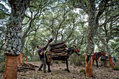 Korken sammeln Naturpark Los Alcornocales Cortes de la Frontera Andalusien Málaga Spanien