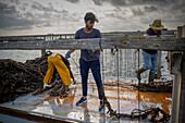 Männer arbeiten in der Muschelzucht. In der Bucht von Fangar. Naturreservat Ebro-Delta, Tarragona, Katalonien, Spanien.