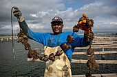 Arbeiter beim Sammeln von Austern. In der Bucht von Fangar werden Muscheln und Austern gezüchtet. Naturreservat Ebro-Delta, Tarragona, Katalonien, Spanien.
