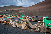Echadero de Camellos, Camels wait for the next ride with tourists, Timanfaya National Park, Ruta de Los Volcanes, Lanzarote, Spain