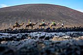 Touristen reiten auf Kamelen im Timanfaya-Nationalpark, Lanzarote, Kanarische Inseln, Spanien