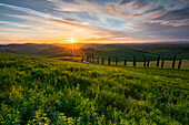 Podere Baccoleno bei Sonnenuntergang, Asciano, Siena, Toskana, Italien, Südeuropa