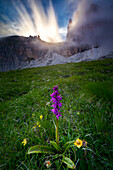 A view of an Orchid during sunset along footpath to Sass Pordoi, Trento, Trentino Alto Adige, Italy, Southern Europe