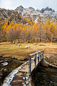 Herbstlicher Blick auf die Brücke über den Lago delle Streghe bei Crampiolo, Alpe Devero. Alpe Devero, Devero-Tal, Antigorio-Tal, Ossola-Tal, Piemont, Gemeinde Verbano Cusio Ossola, Italien.