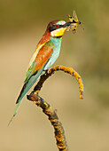 European Bee-eater (Merops apiaster) with prey, Salamanca, Castilla y Leon, Spain