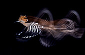 Hoopoe (Upupa epops) in flight, Salamanca, Castilla y Leon, Spain