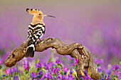 Hoopoe (Upupa epops), Salamanca, Castilla y Leon, Spain