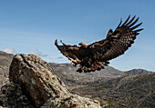 Golden Eagle (Aquila chrysaetos) landing, Salamanca, castilla y Leon, Spain
