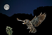 Zwergohreule (Otus scops). Erwachsene Zwergohreule im Nachtflug mit Beute und Mond im Blick. Salamanca, Kastilien und León, Spanien