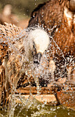 Gänsegeier (Gyps fulvus), Salamanca, Kastilien und Leon, Spanien