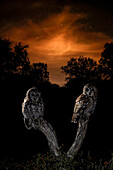 Two Tawny Owls (Strix aluco) at night, Salamanca, Castilla y Leon, Spain