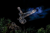 Dramatisches Porträt eines Waldkauzes (Strix aluco) im Nachtflug, Salamanca, Castilla y Leon, Spanien