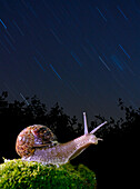 Snail (Helix pomatia), Spain