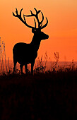 Red deer (Cervus elaphus) at sunset, Danube Delta, Romania