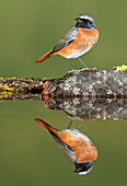 Common Redstart (Phoenicurus phoenicurus), Spain