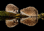 European hedgehog couple (Erinaceus europaeus). Adult pair drinking water, Spain