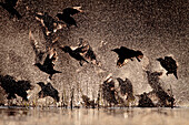 Starengruppe (Sturnus unicolor) beim Fliegen und Baden, Spanien