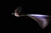 Barn Swallow (Hirundo rustica) Adult captured during flight, Salamanca, Castilla y Leon, España