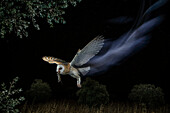 Schleiereule (Tyto alba) fliegt nachts mit Beute, Spanien