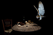 Barn owl (Tyto alba) hunting a mouse in farm room at night, Spain