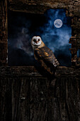 Night portrait of a Barn owl (Tyto alba) with the moon behind, Salamanca, Castilla y Leon, Spain