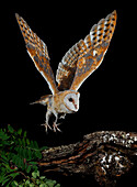 Barn owl (Tyto alba) flying at night, Spain