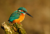 Common Kingfisher (Alcedo atthis), Spain