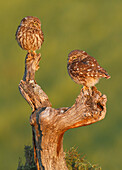 Little Owl (Athene noctua), Spain