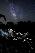 Little Owl (Athene noctua) flying at night, Spain