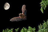 Serotine-Fledermaus (Eptesicus serotinus) im Nachtflug mit Mond im Hintergrund, Spanien