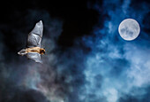 Portrait of a Common pipistrelle (Pipistrellus pipistrellus) at night with the moon behind